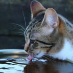 cat having a drink
